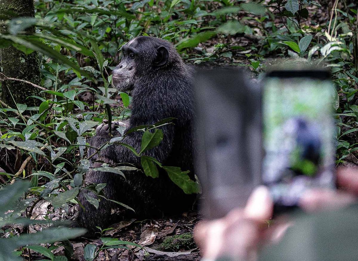 Chimpanzee Encounter in Kibale National Park