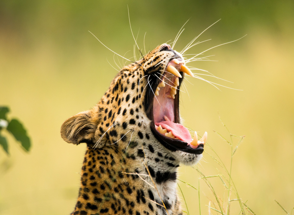 Whiskers-Frank-Steenhuisen