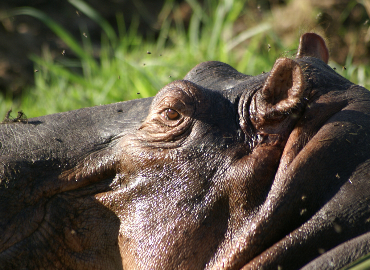 Hippo