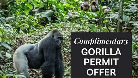 Celebrate+World+Gorilla+Day+with+Complimentary+Gorilla+Permits+%281%29.png