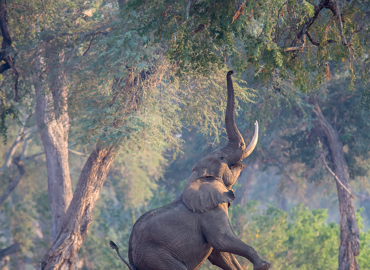 Boswell the Elephant