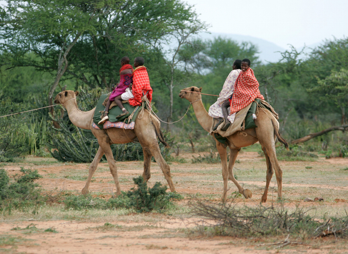Camel Samburu.jpg