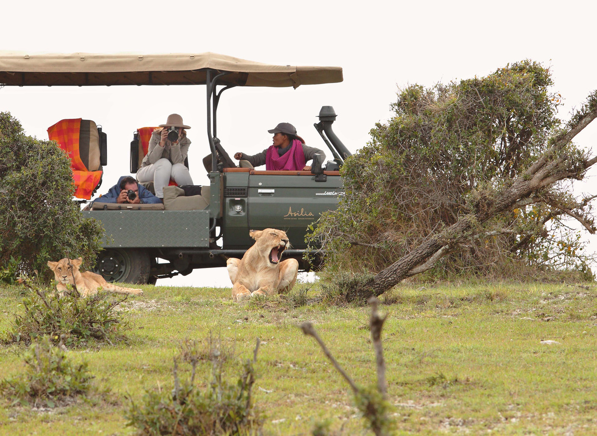 Lion viewing in Botswana