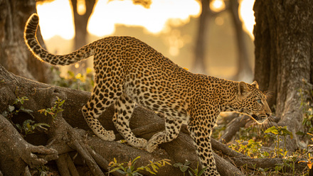 Leopard+Legacy_Into+Nature+Productions+%28c%29-4001.jpg