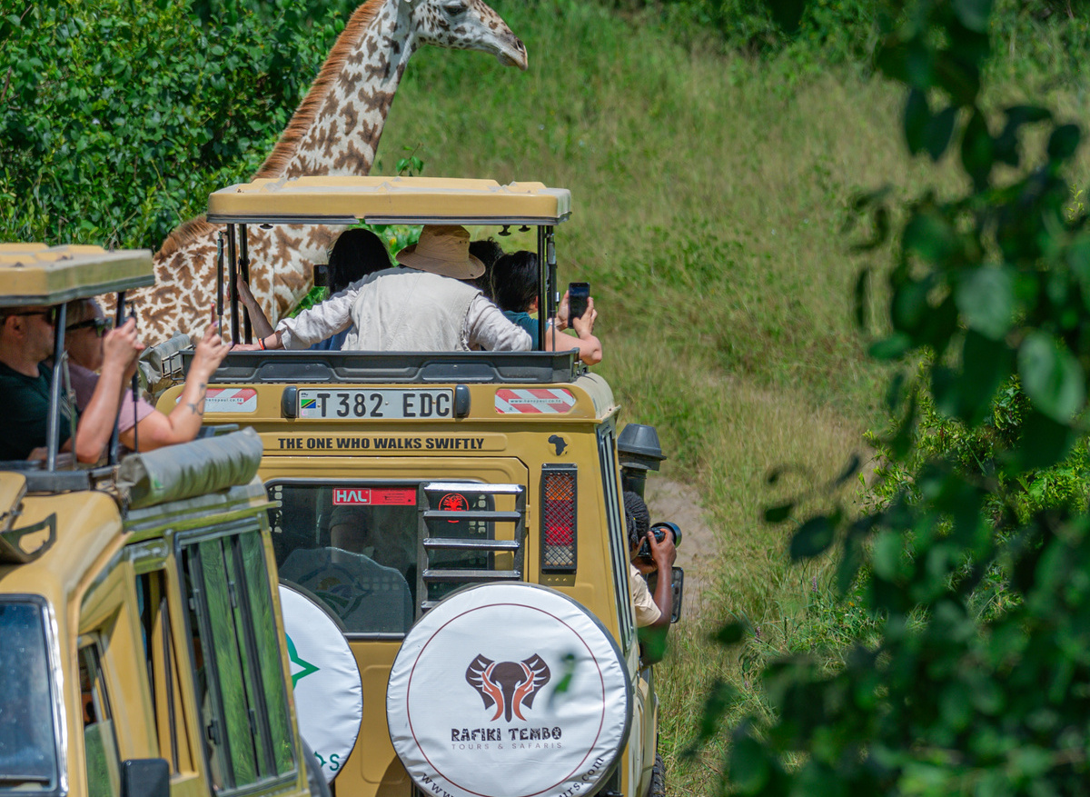 Giraffe Viewing Inside Tarangire National Park