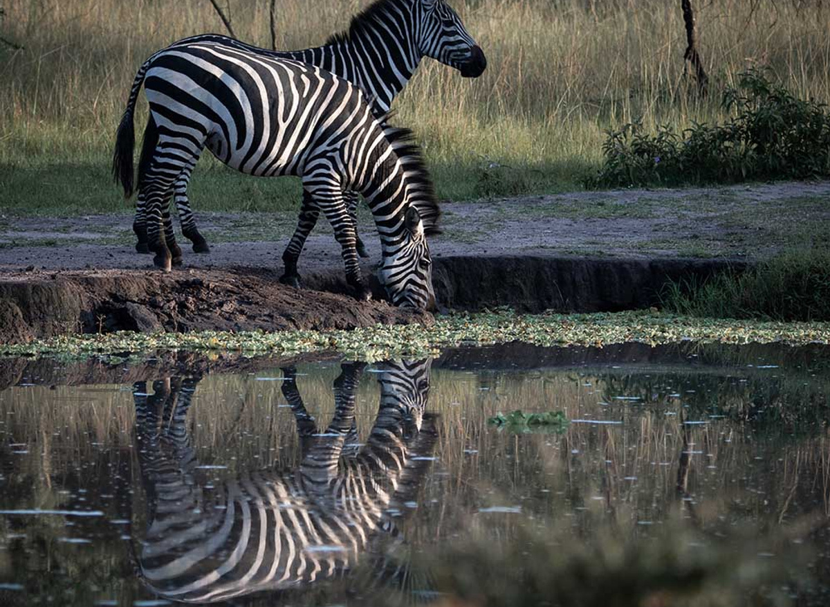 Zebras In Lake Mburo National Park