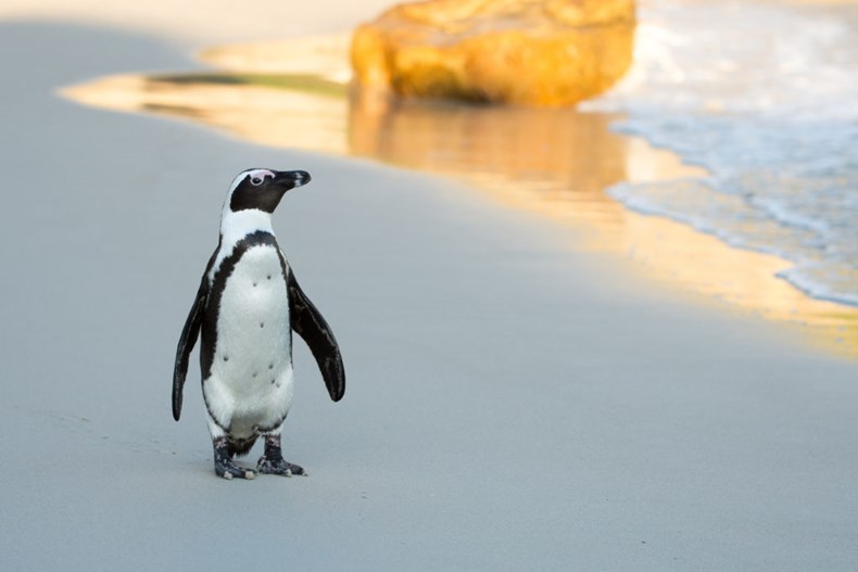 FA12-bigstock-african-penguin-on-the-beach-97707542-1024x683.jpg