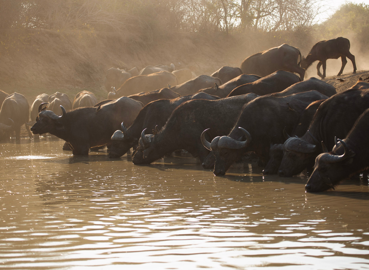 Buffalo herd, taken from Last Waterhole Hide