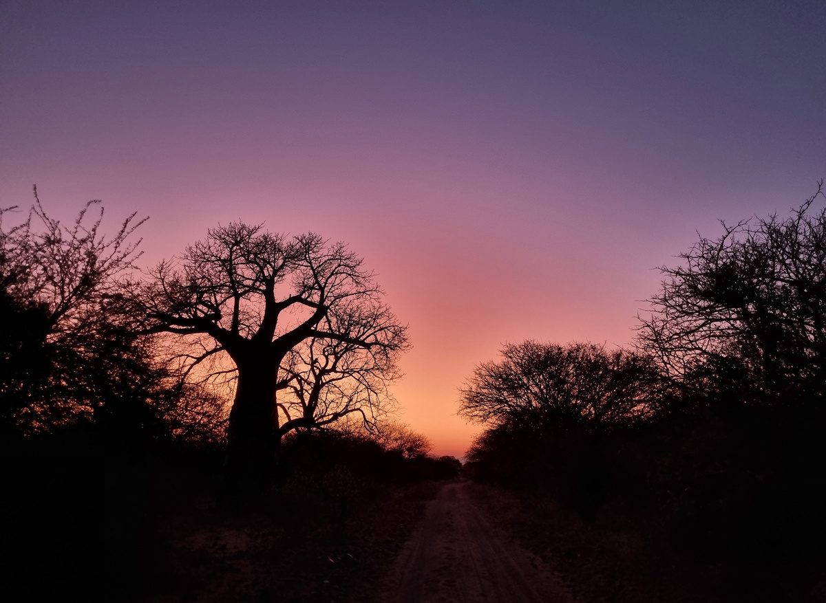 Baobab at Luvhondo