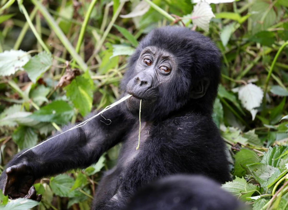 Primate Tracking - Uganda