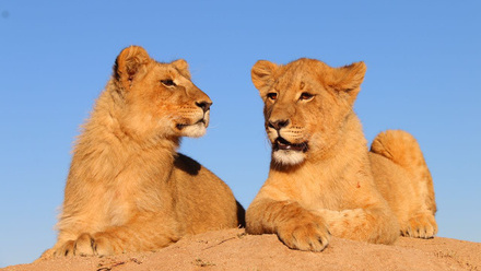 Zim_Midlands_Antelope Park.jpg