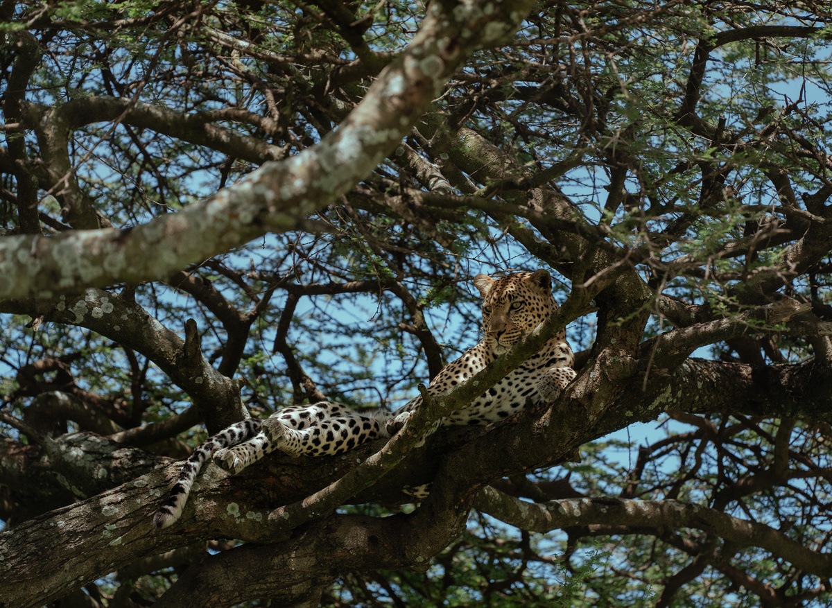 Leopard Sighting in Tanzania’s Wilderness