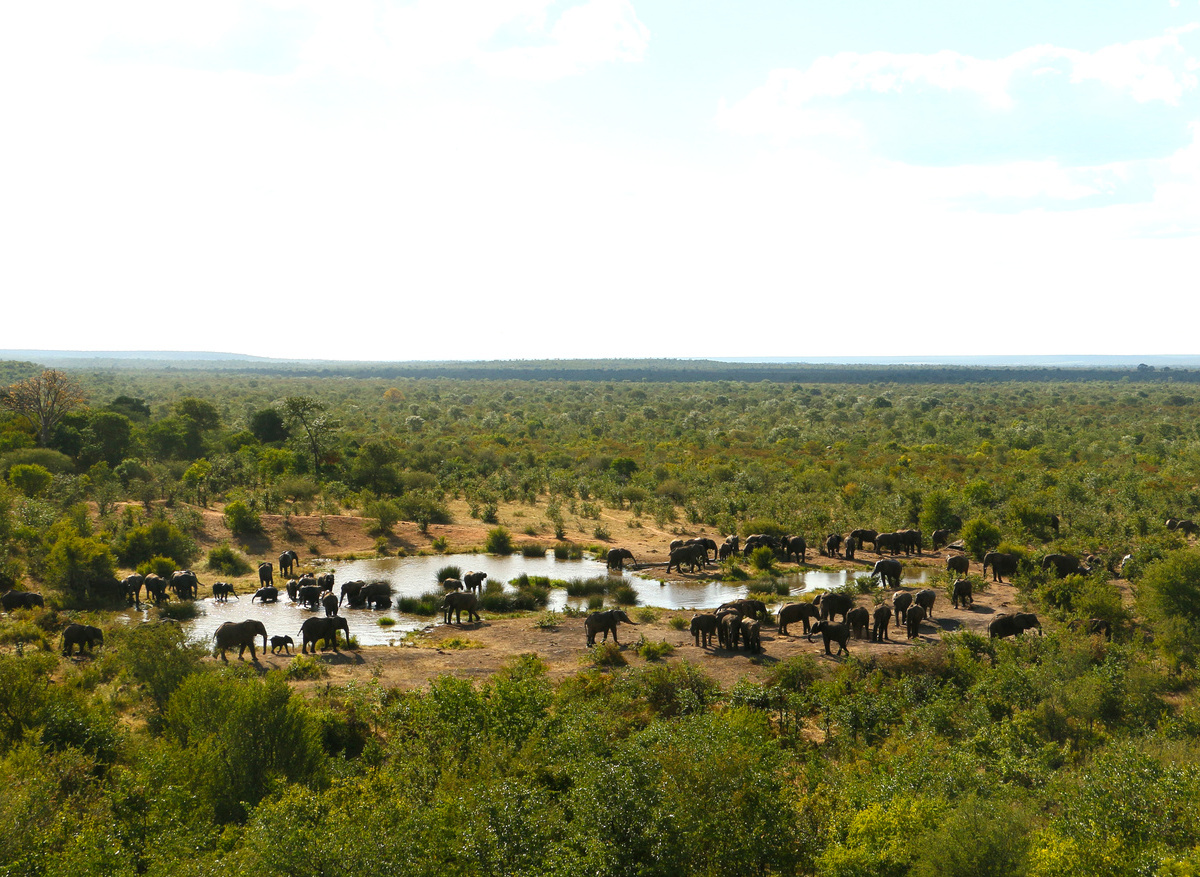 Elephant at Victoria Falls Safari Lodge Waterhole.jpg