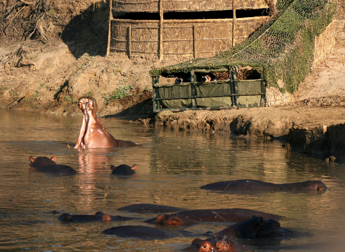 Shenton Safaris Hippo Hide