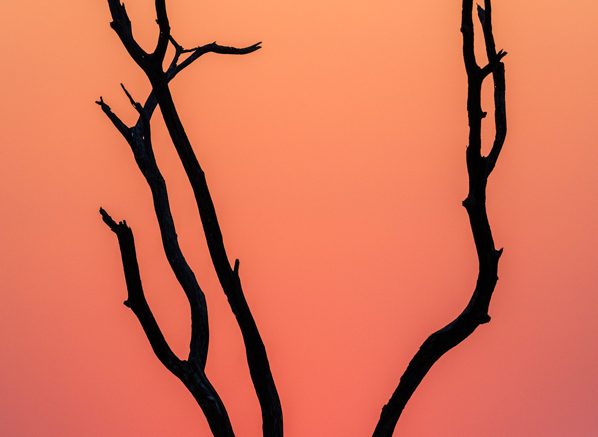 Safari sunset