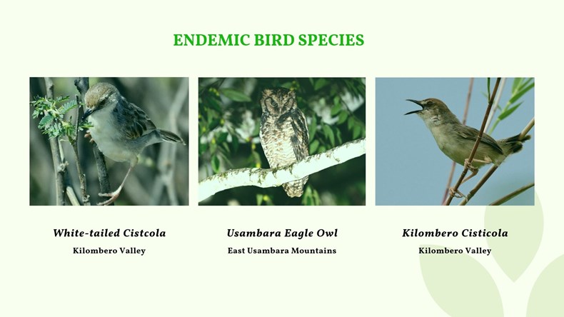 Wild Lodges Endemic birds.jpg