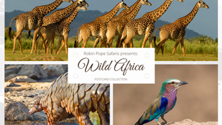 Robin Pope Safaris presents Wild Africa POSTCARD COLLECTION.png