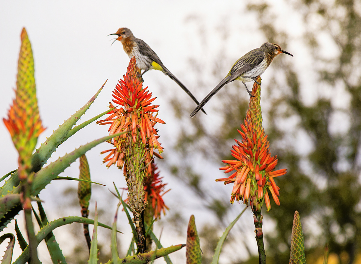 Carte Collection - Birding 