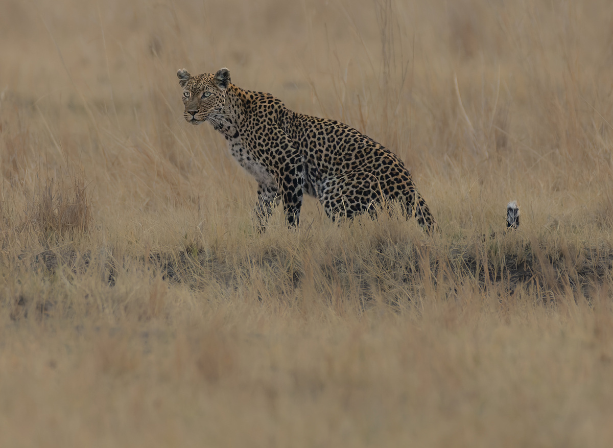Leopard - Hwange, Zimbabwe