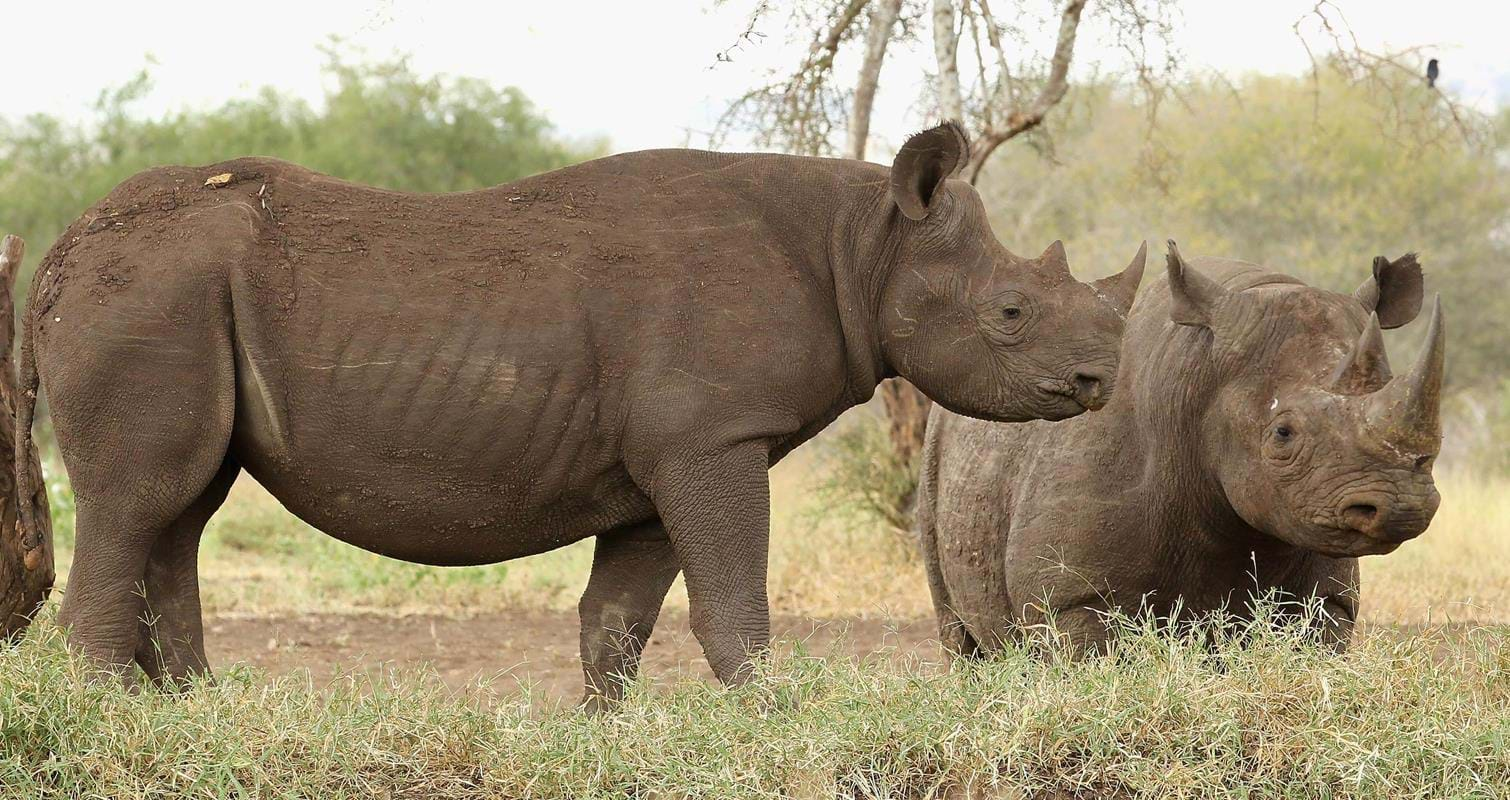 rhinos-in-tanzania_banner_web.jpg