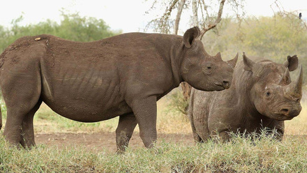 rhinos-in-tanzania_banner_web.jpg