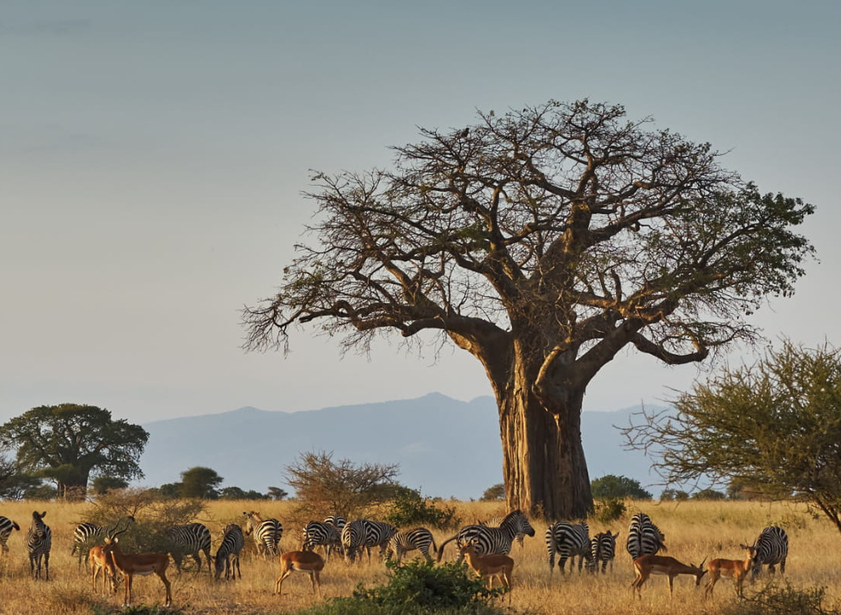 MIDDLE PARTITION IMAGE.jpg