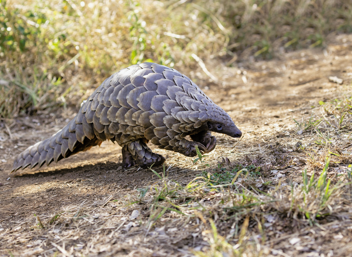 Manyoni45 Jay Roode Photography (1) (1).jpg