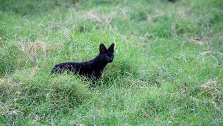 11a Melanistic Serval2.jpg